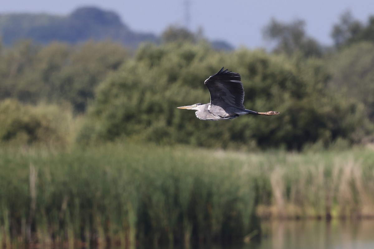 Gray Heron - ML620741638