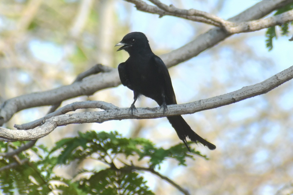 Black Drongo - Aamir Nasirabadi