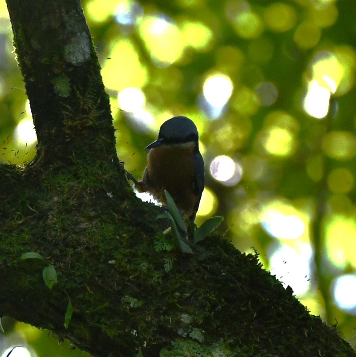 Chestnut-bellied Nuthatch - ML620741641