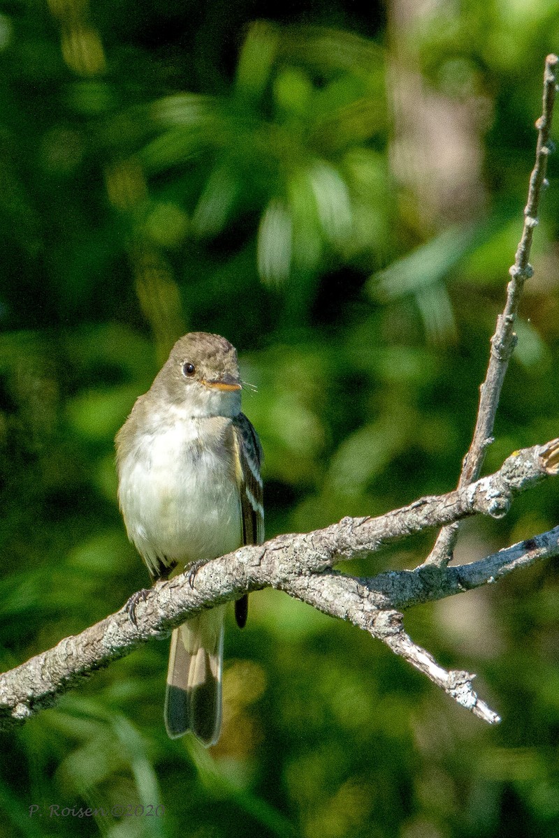 Willow Flycatcher - ML620741642