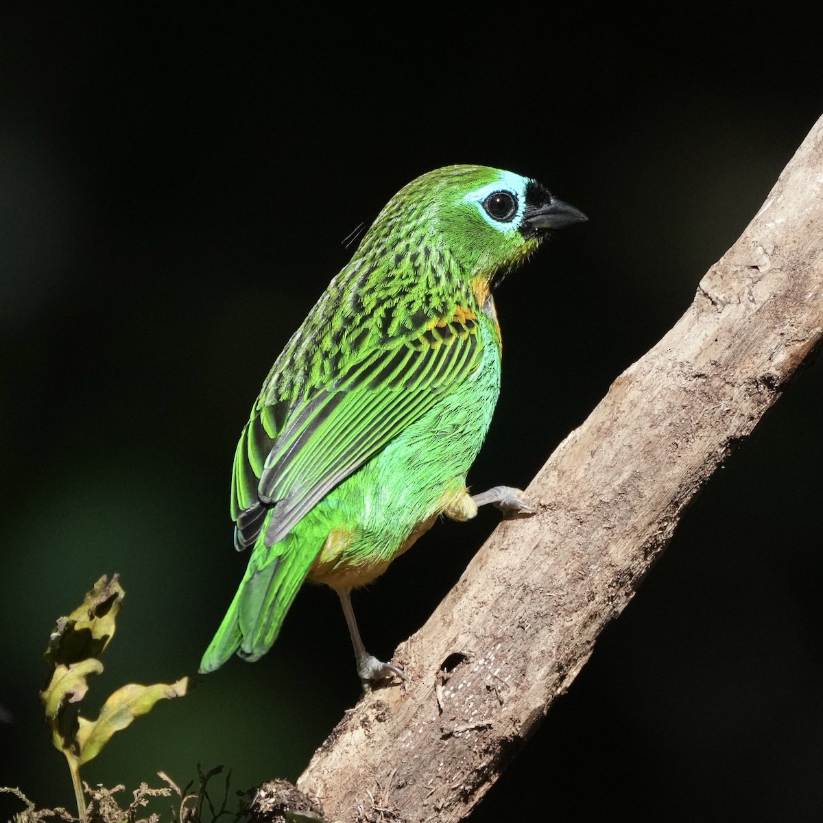 Brassy-breasted Tanager - ML620741643