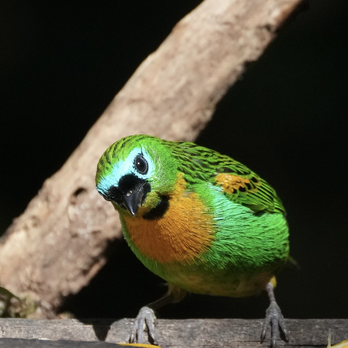 Brassy-breasted Tanager - ML620741645