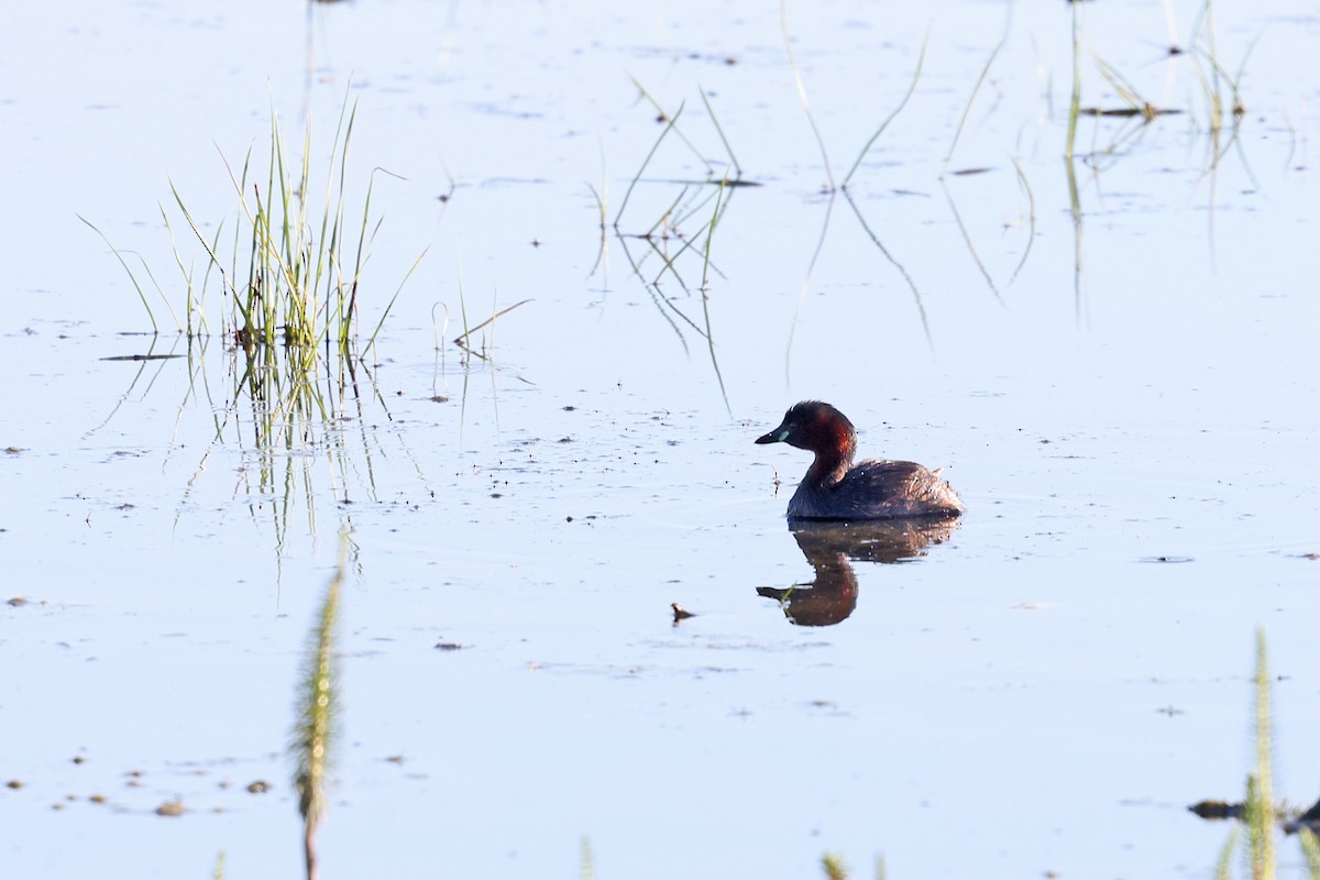 Little Grebe - ML620741646