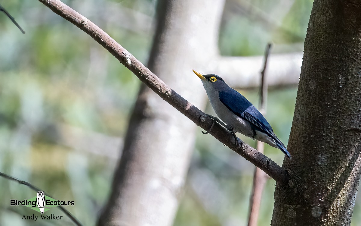 Yellow-billed Nuthatch - ML620741648