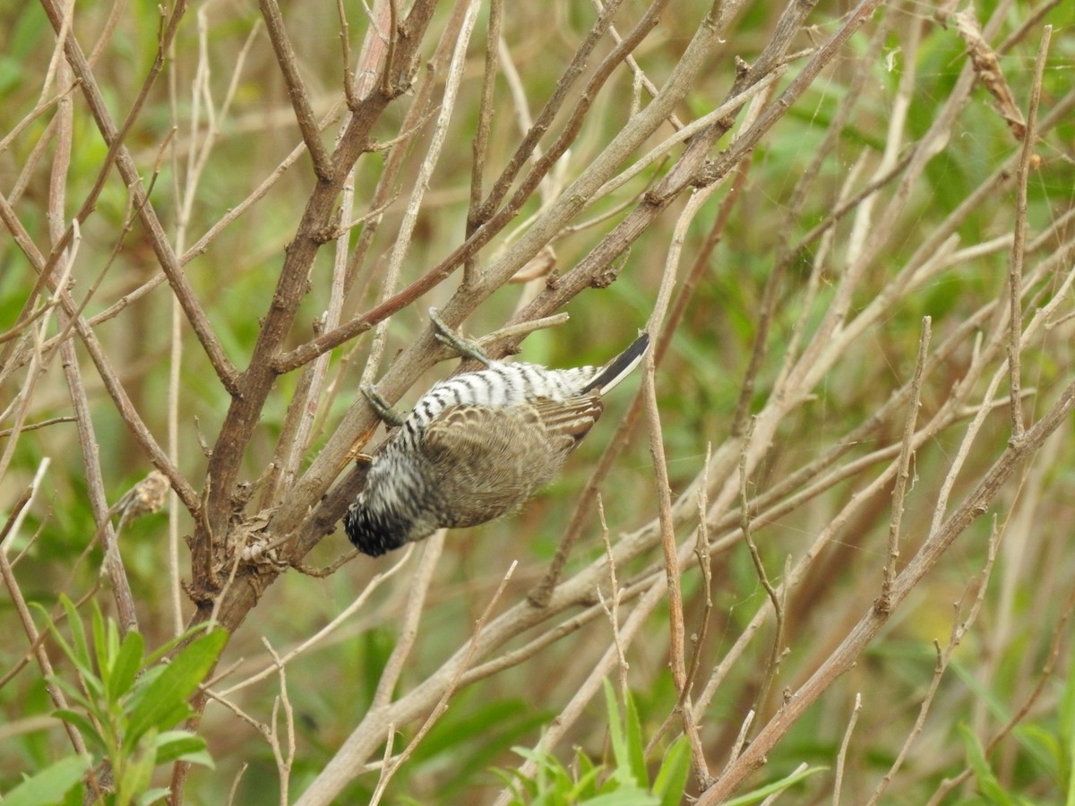 White-barred Piculet - ML620741650