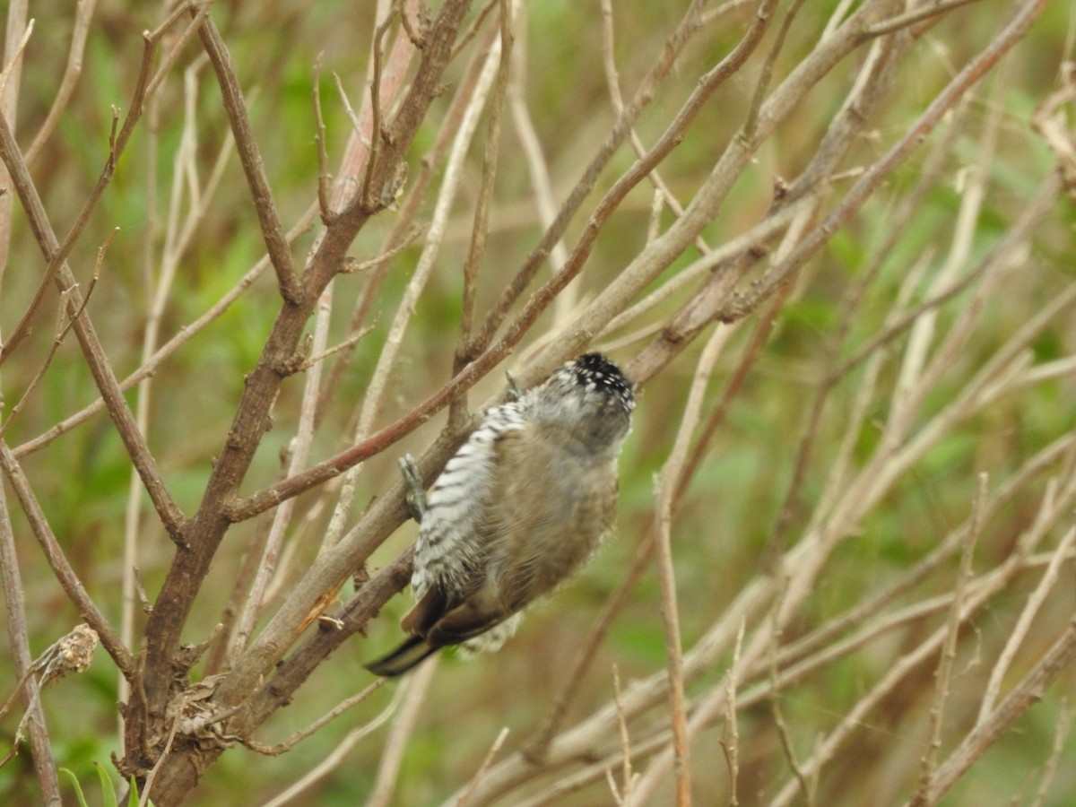 White-barred Piculet - ML620741651
