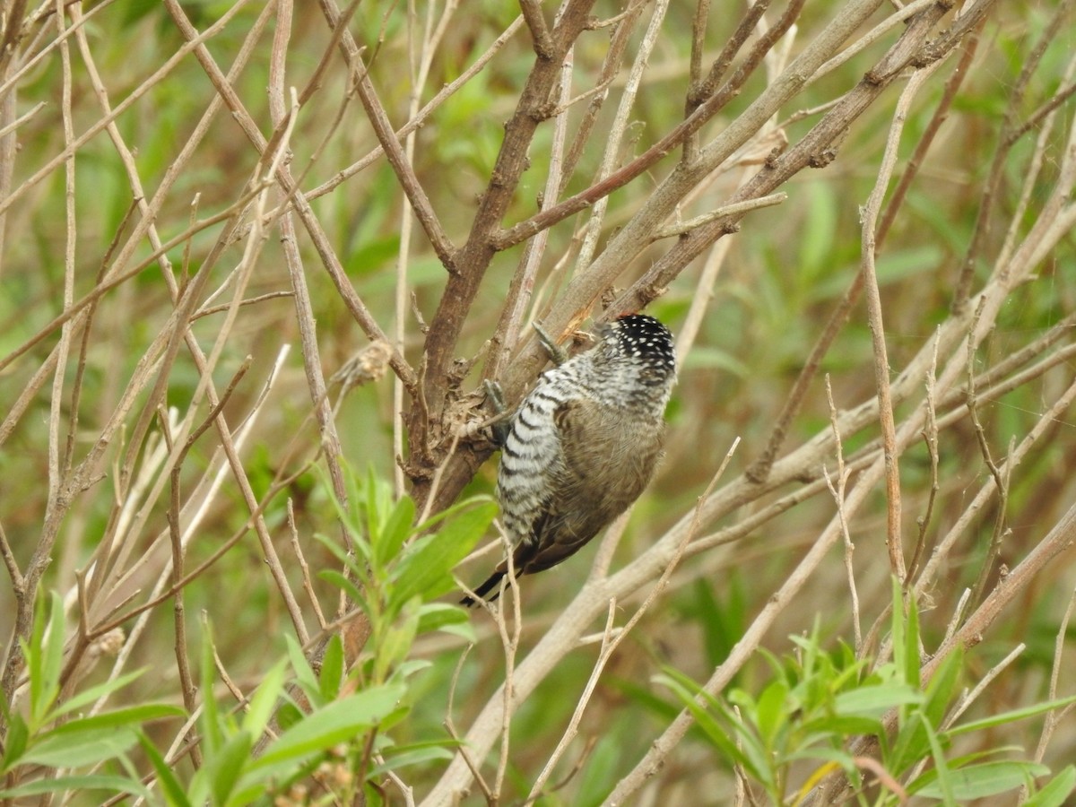 White-barred Piculet - ML620741652