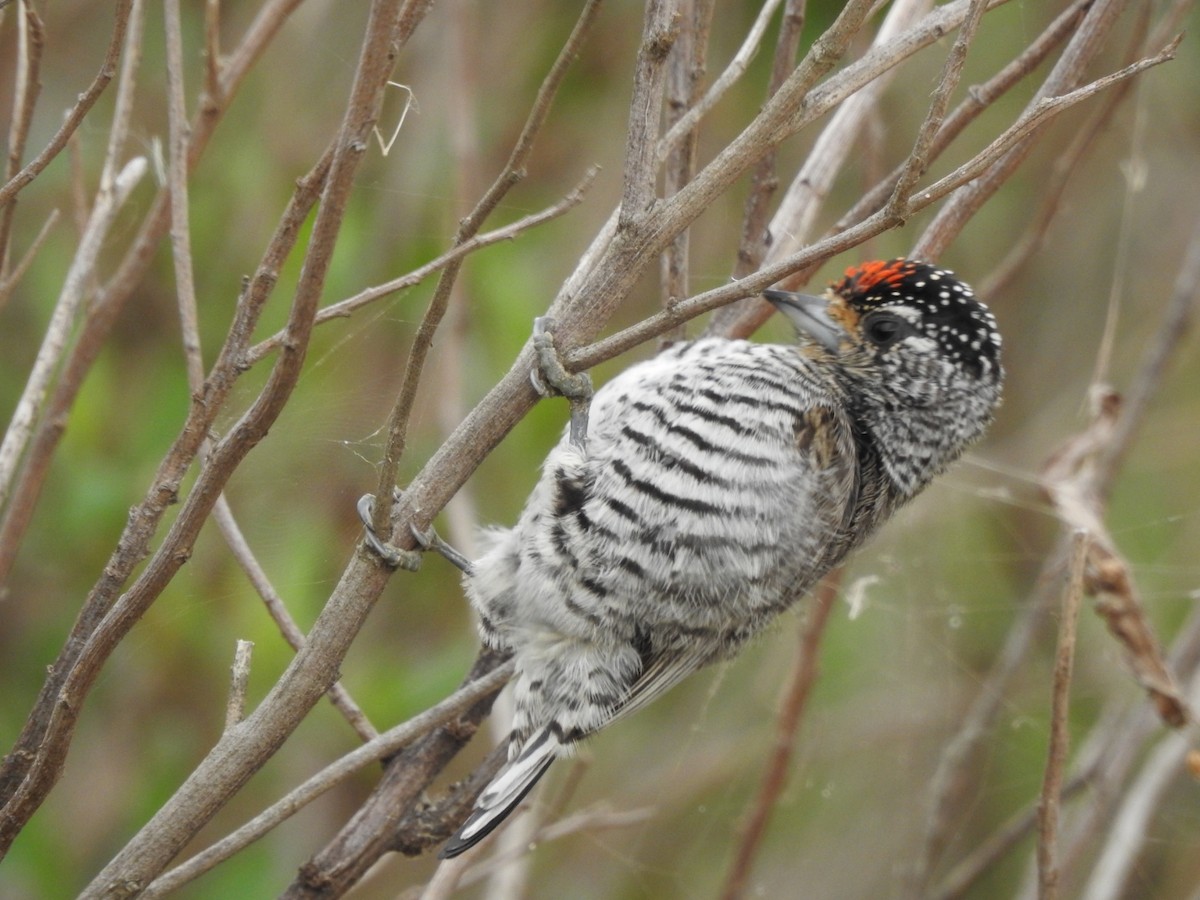 White-barred Piculet - ML620741655