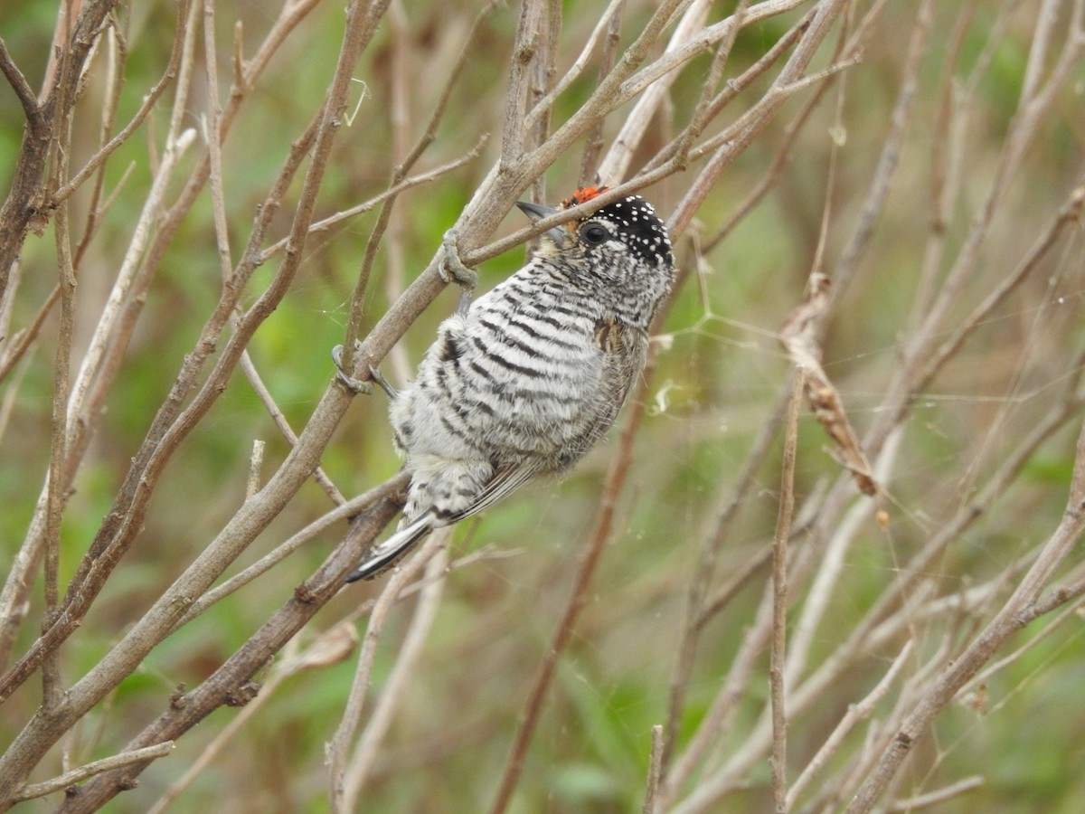 White-barred Piculet - ML620741656
