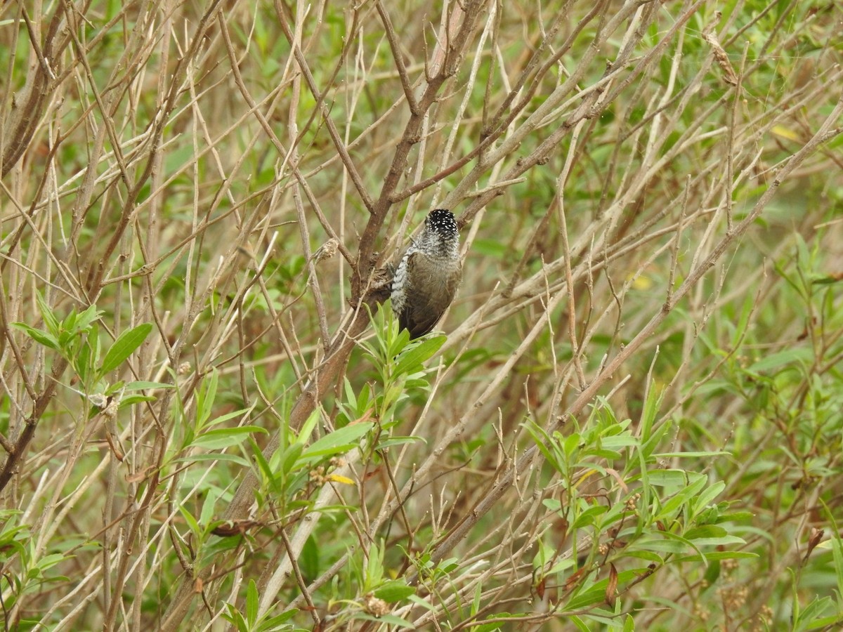 White-barred Piculet - ML620741657