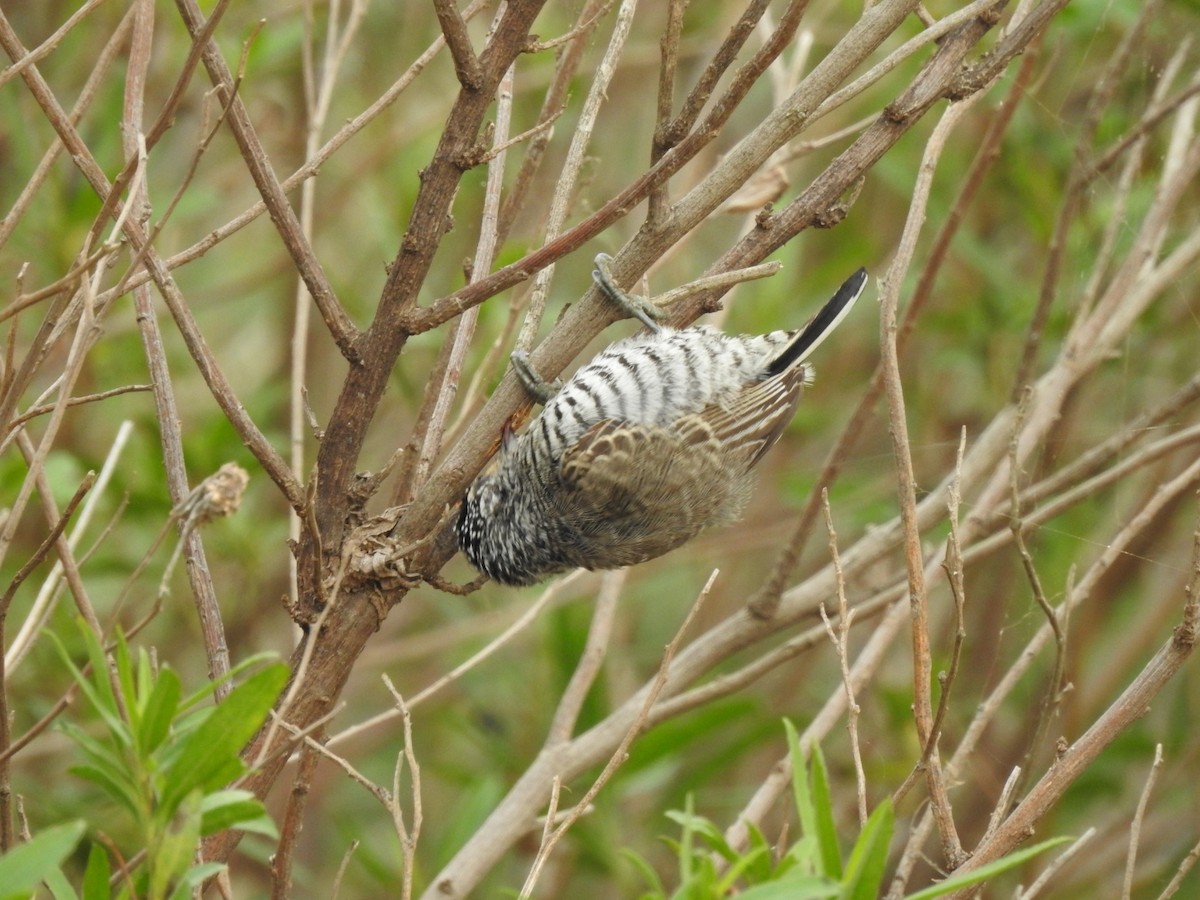 White-barred Piculet - ML620741658