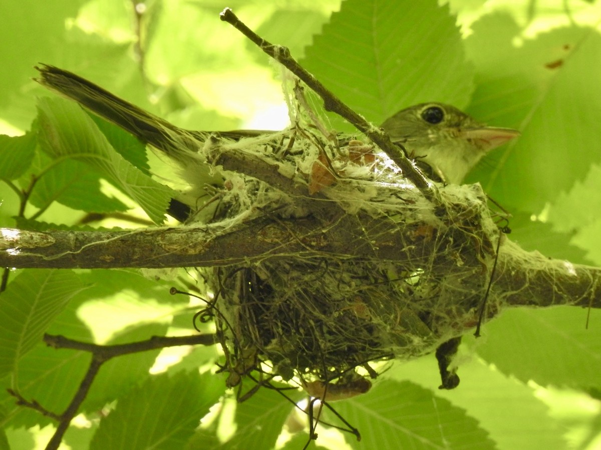 Acadian Flycatcher - ML620741660