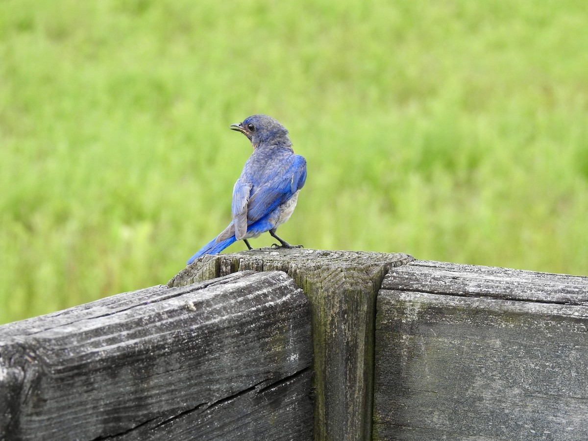 Eastern Bluebird - ML620741669