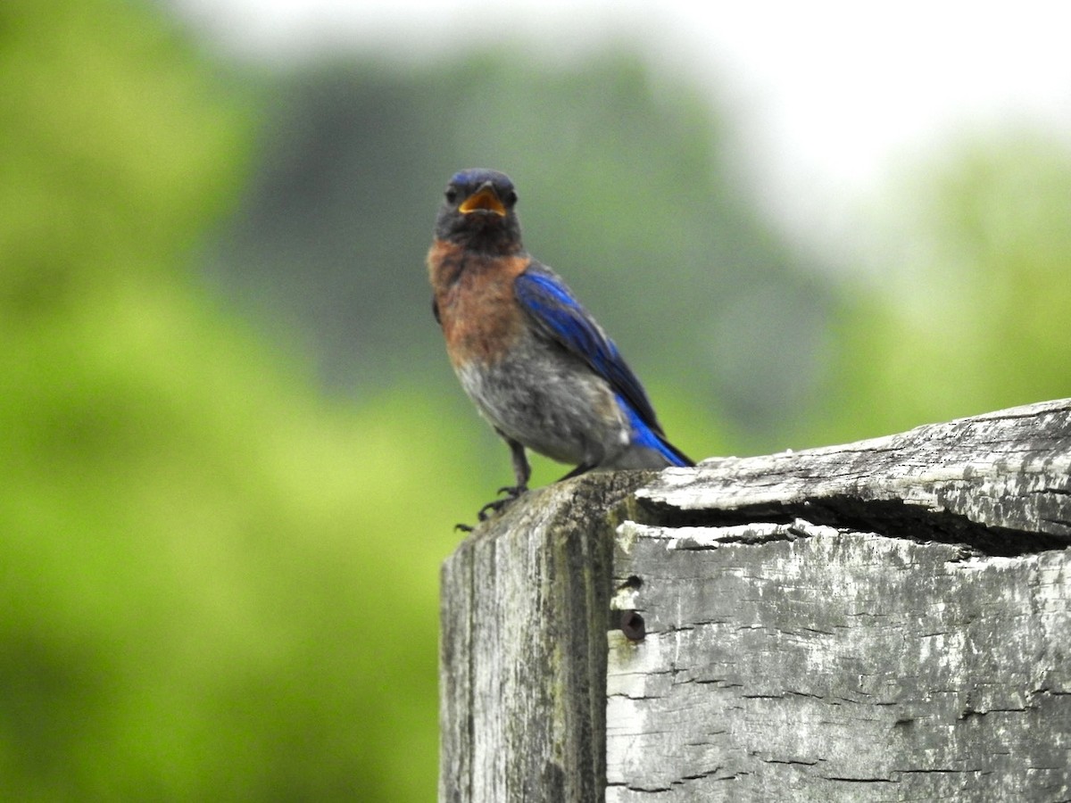 Eastern Bluebird - ML620741670