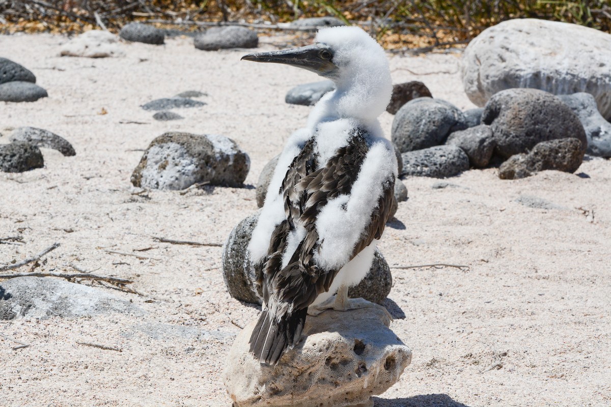 Blue-footed Booby - ML620741671
