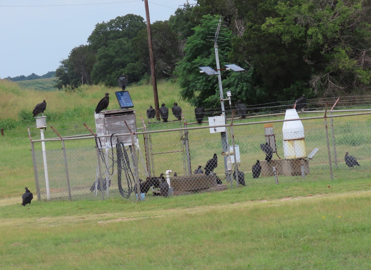 Black Vulture - ML620741672