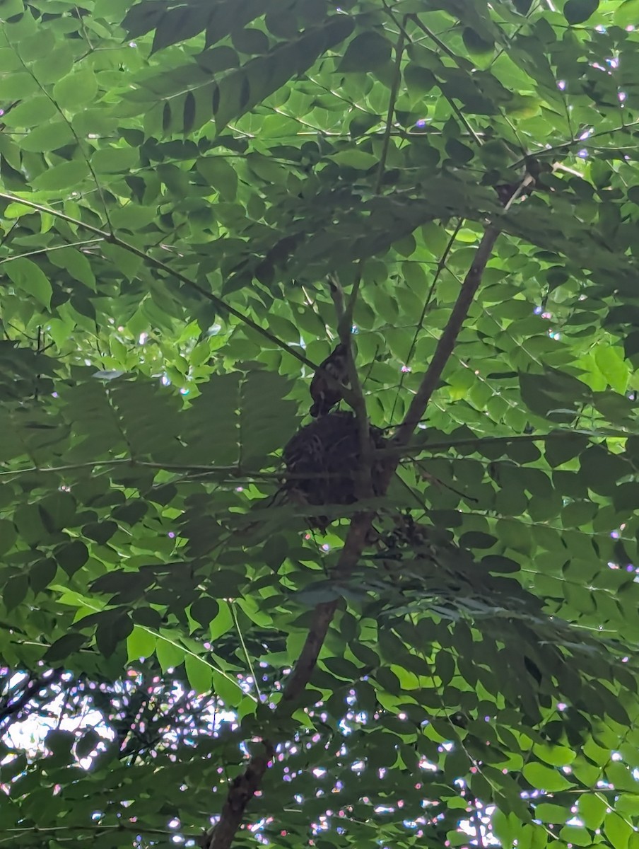 American Robin - ML620741678