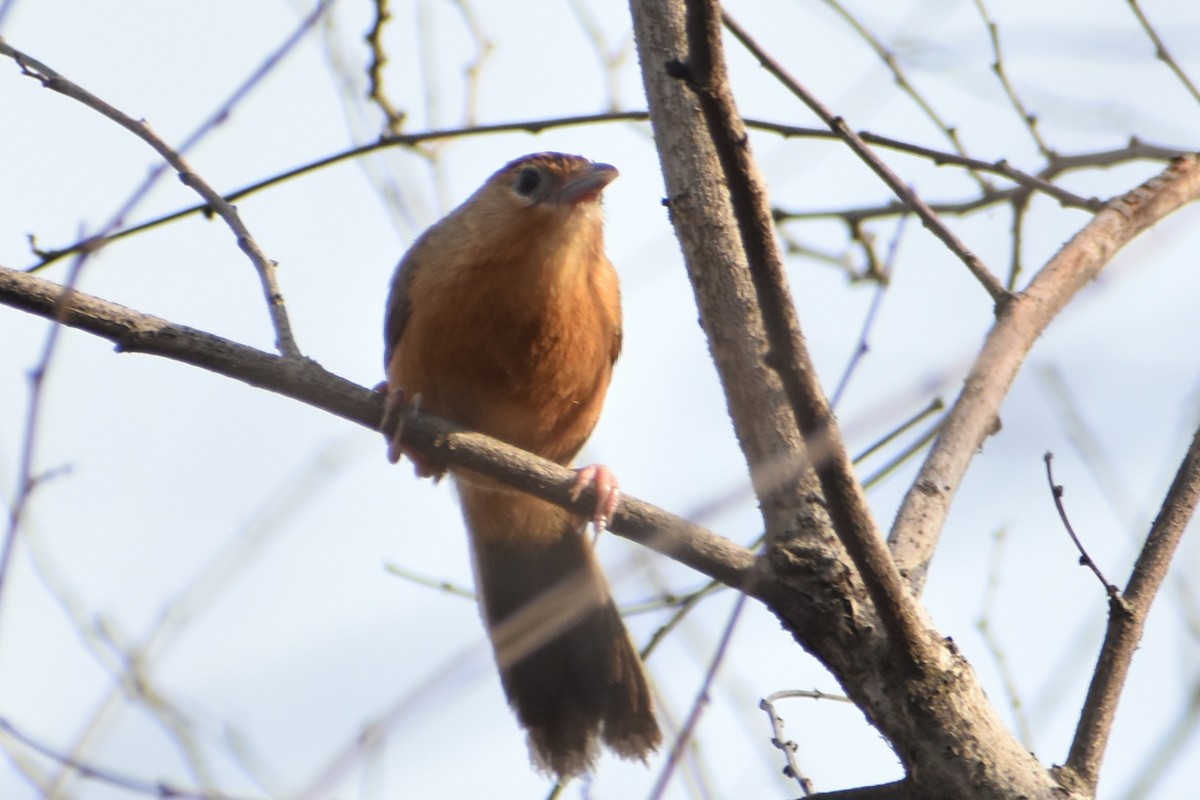 Tawny-bellied Babbler - ML620741681