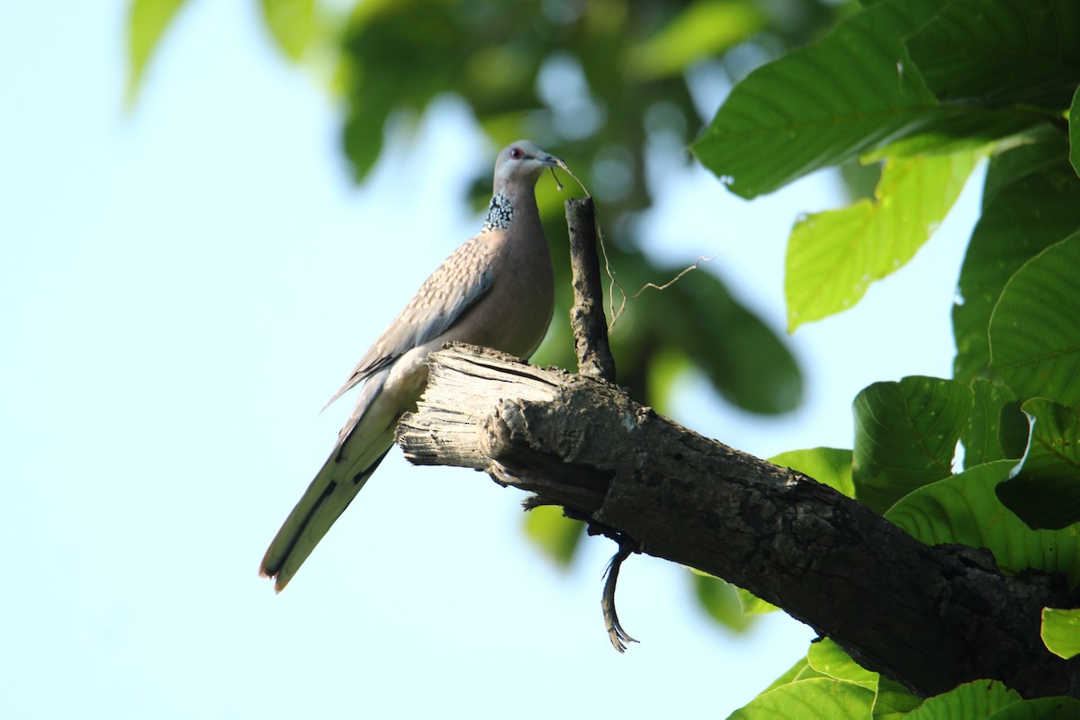 Spotted Dove - ML620741682