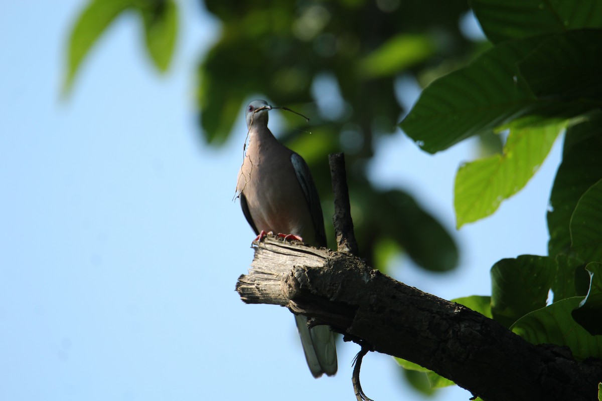 Spotted Dove - ML620741683