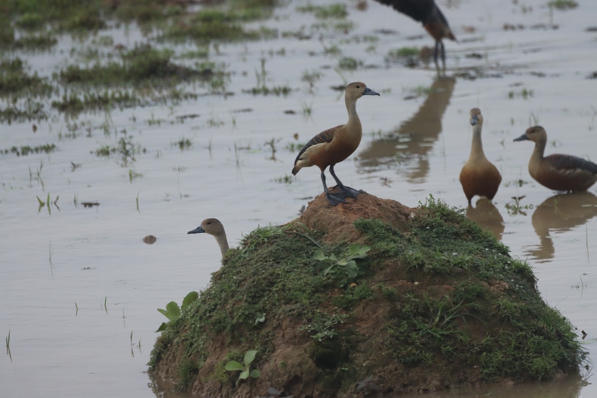 Lesser Whistling-Duck - ML620741684