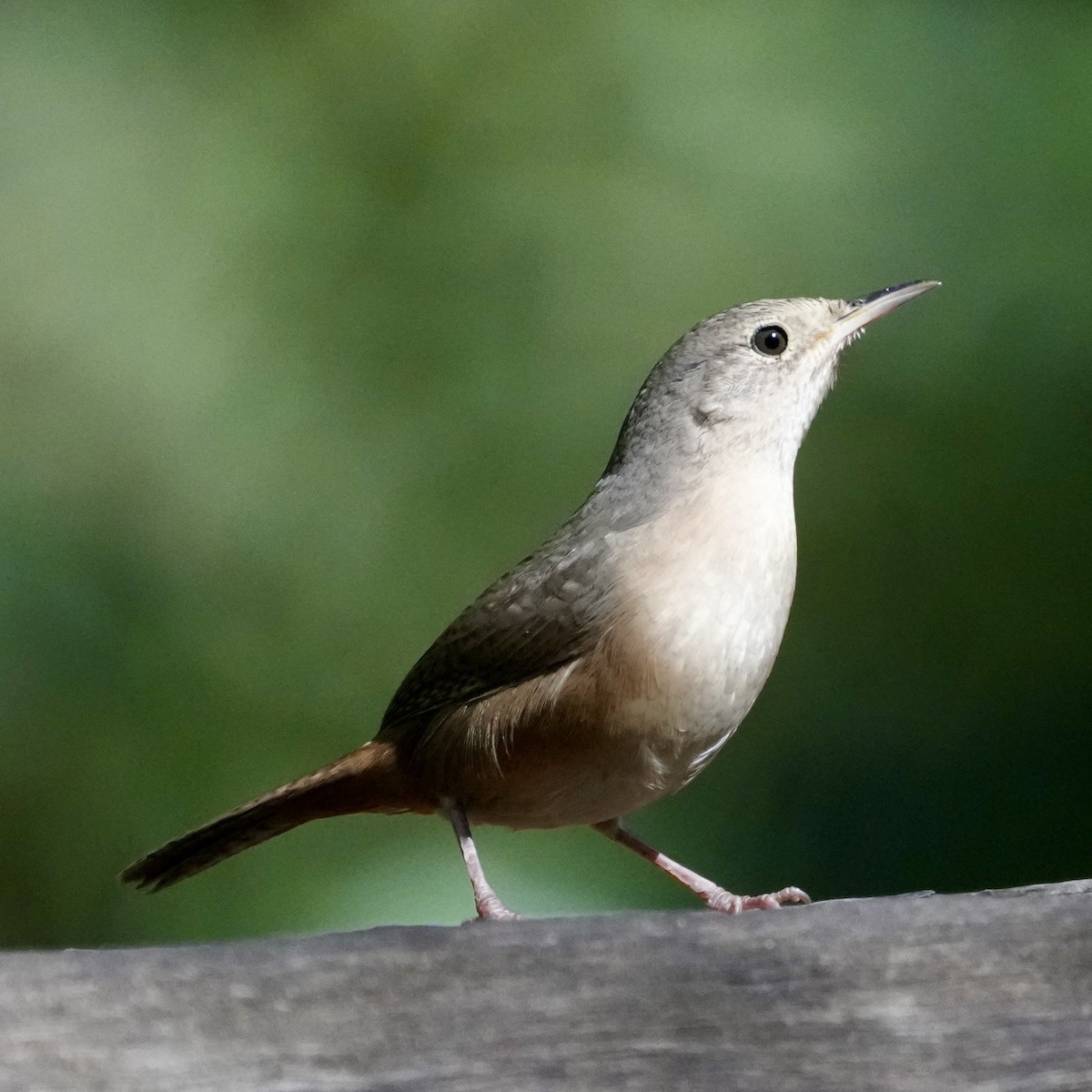 House Wren - ML620741686