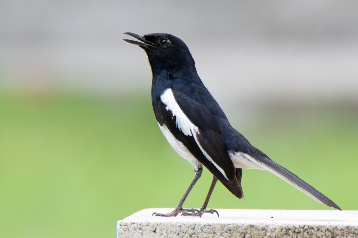 Oriental Magpie-Robin - ML620741688