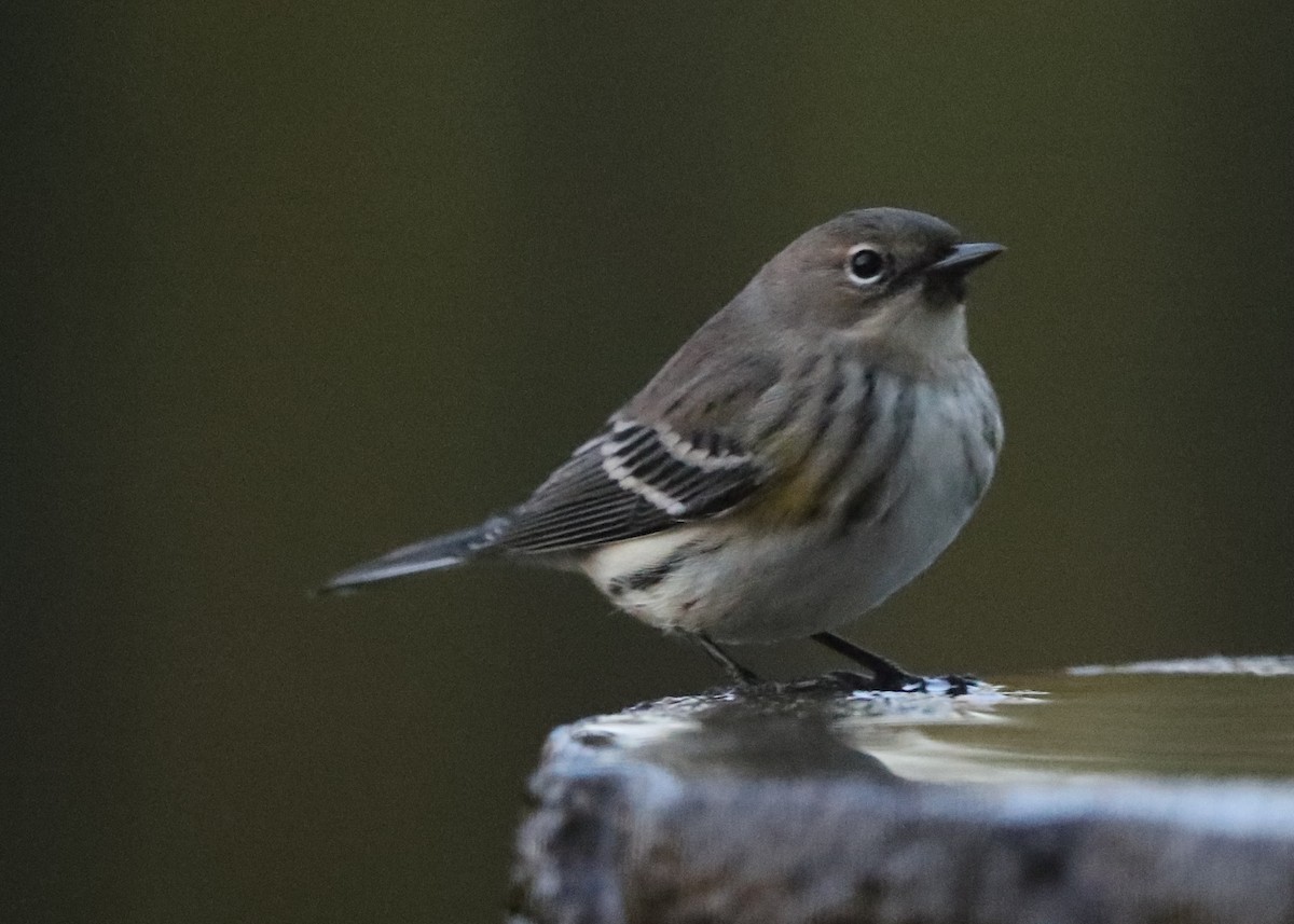 Yellow-rumped Warbler - ML620741690