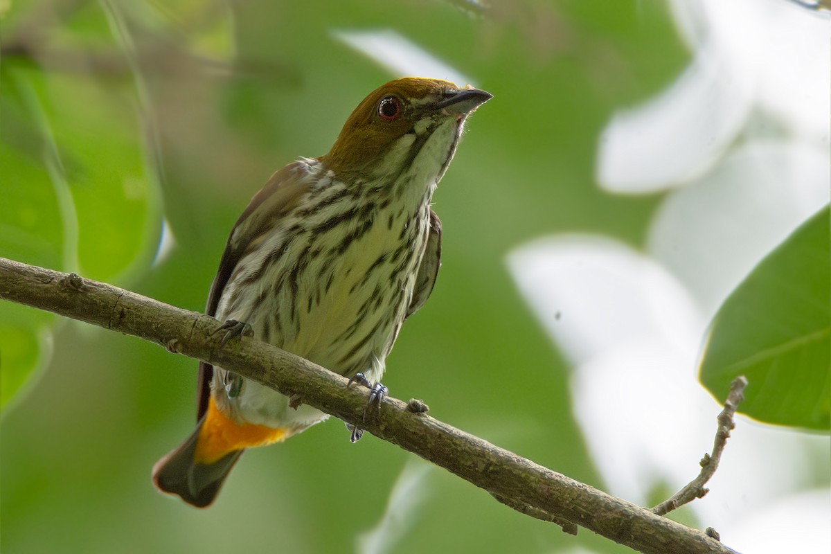 Yellow-vented Flowerpecker - Phakawat Kittikhunodom