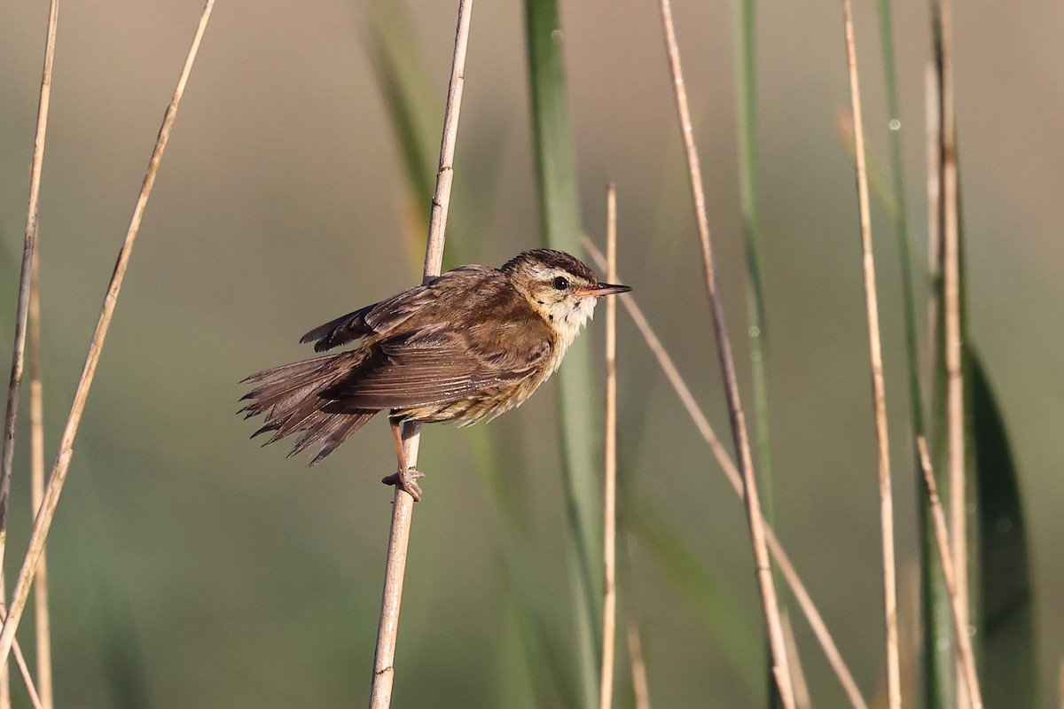 Sedge Warbler - ML620741693