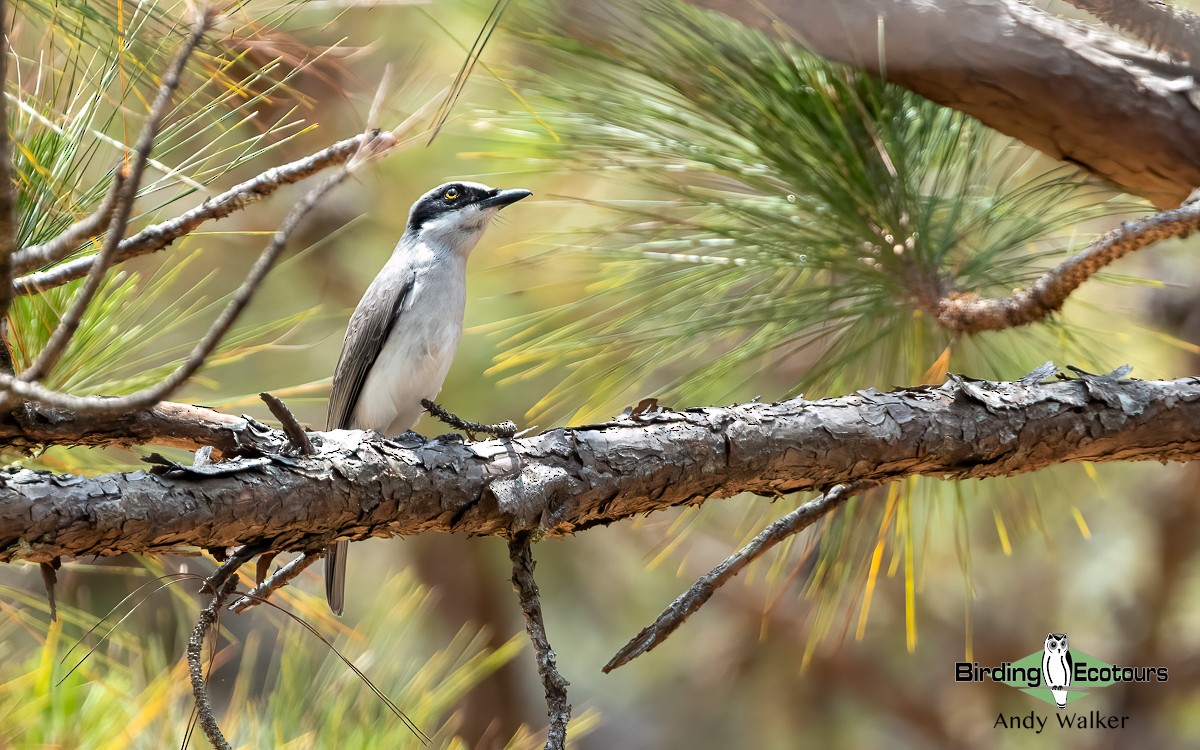 Common Woodshrike - ML620741694