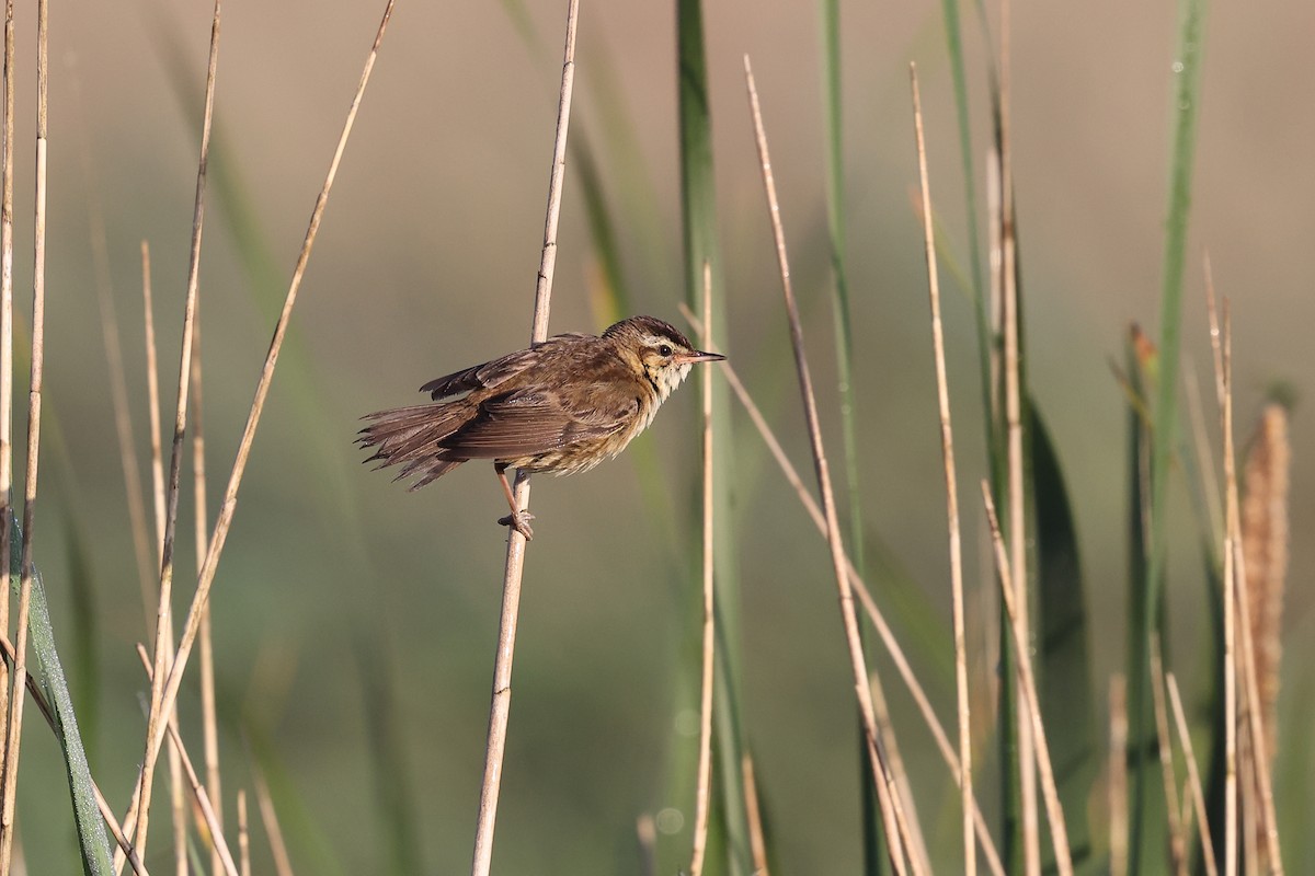 Sedge Warbler - ML620741695