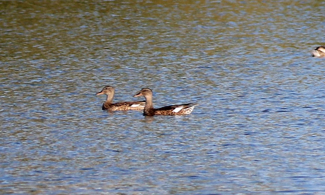 Gadwall - ML620741697