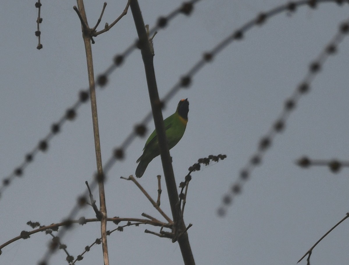 Golden-fronted Leafbird - ML620741698