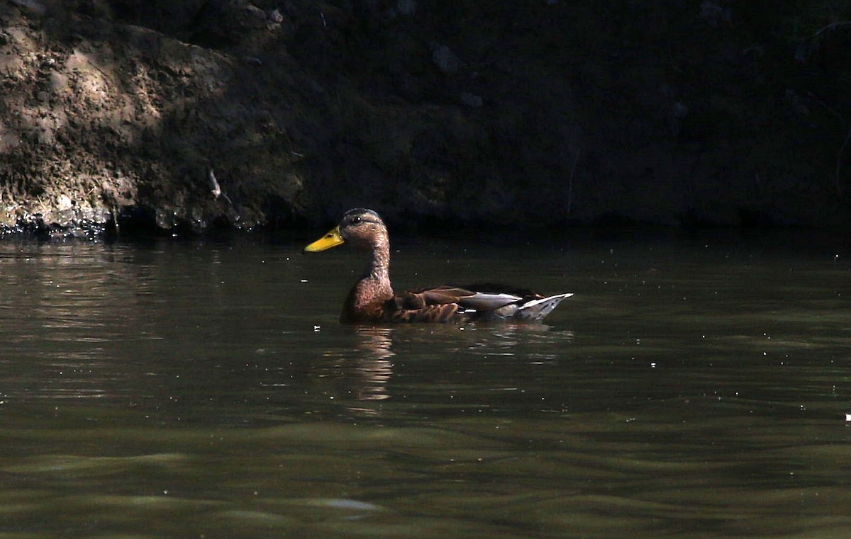 Canard colvert - ML620741702