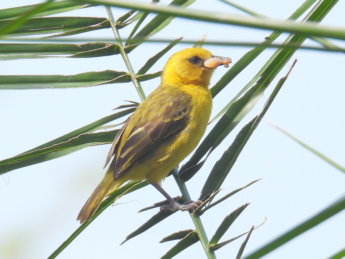 Slender-billed Weaver - ML620741705