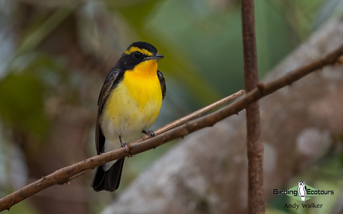 Narcissus Flycatcher - ML620741712