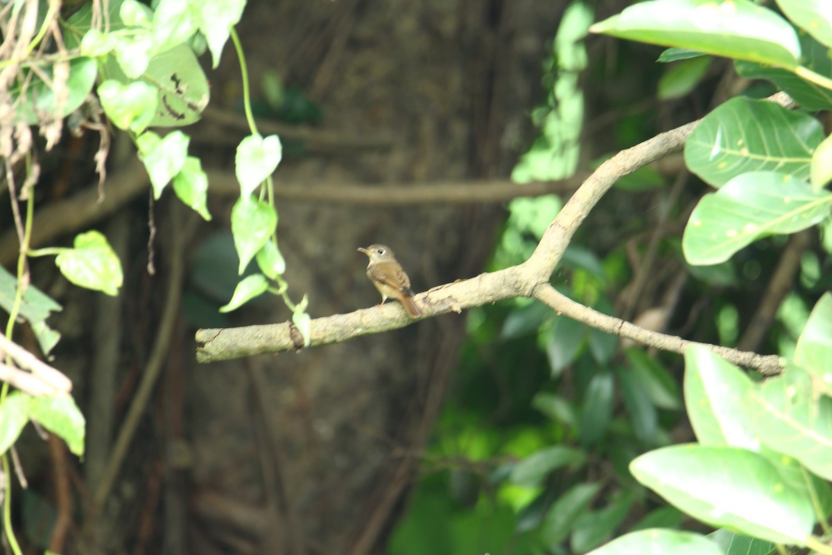 Brown-breasted Flycatcher - ML620741716