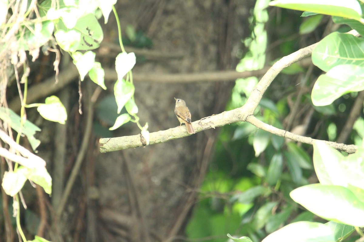 Brown-breasted Flycatcher - ML620741717