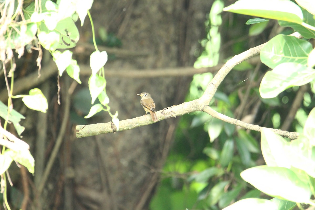 Brown-breasted Flycatcher - ML620741718