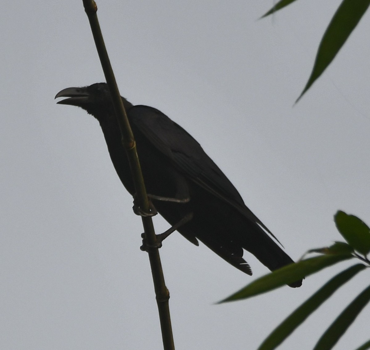 Large-billed Crow - ML620741719