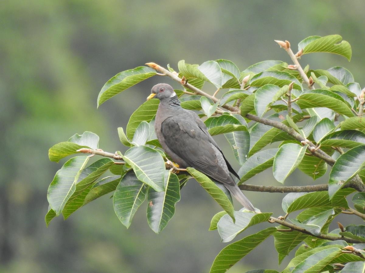 Band-tailed Pigeon - ML620741720