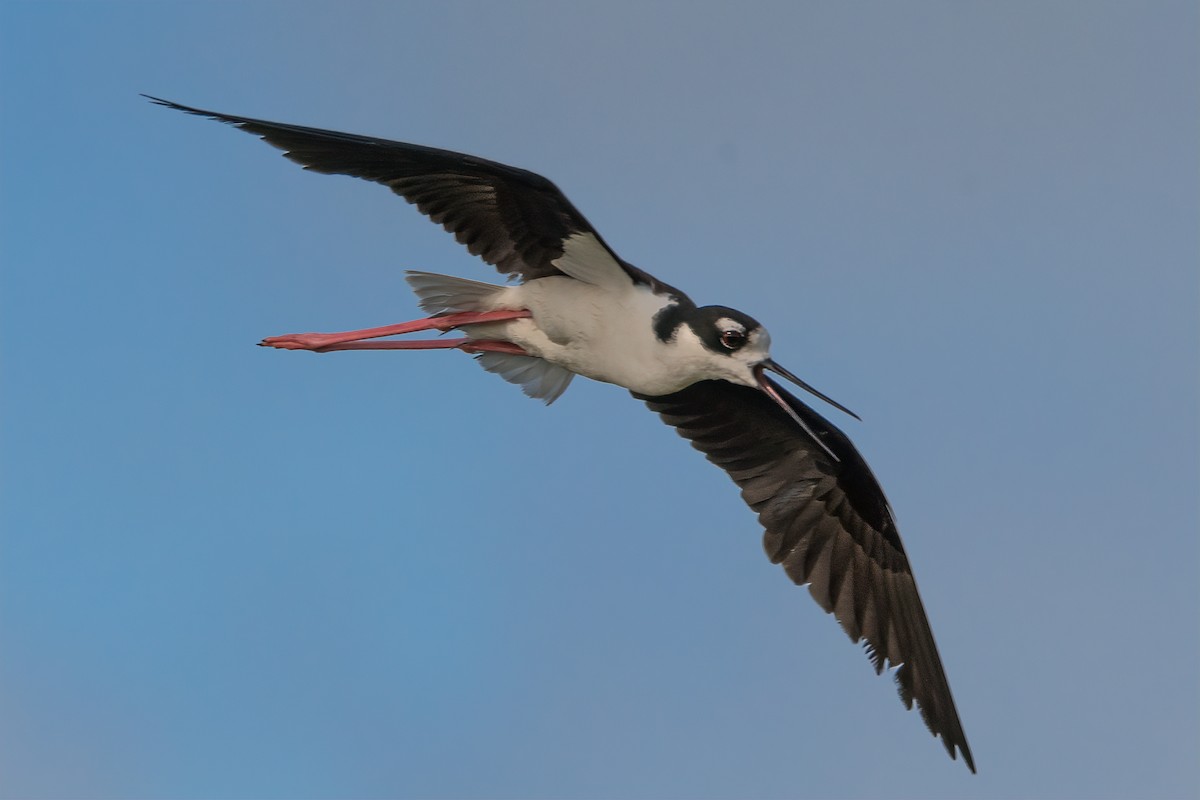 Black-necked Stilt - ML620741722