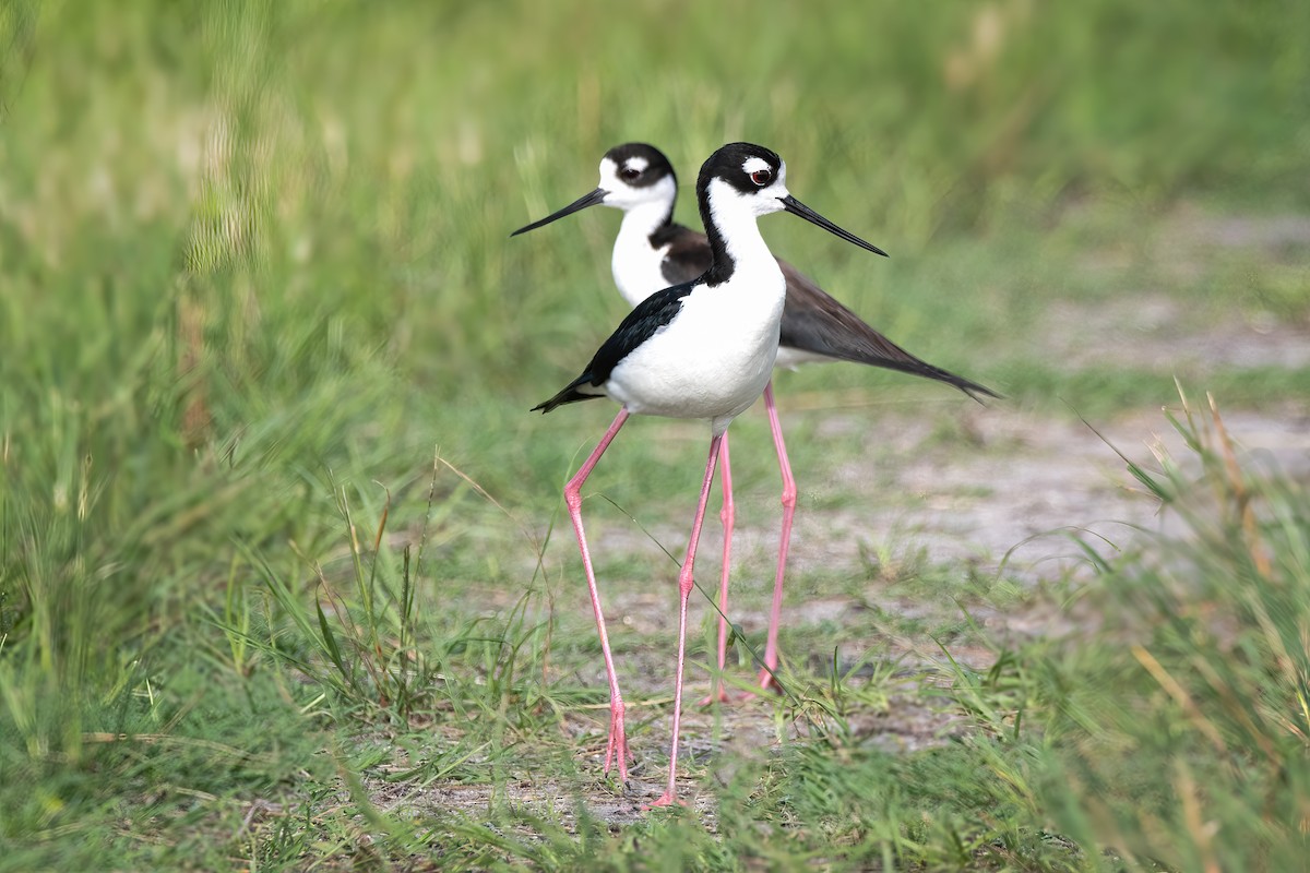 Black-necked Stilt - Nina Ehmer