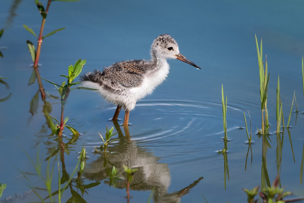 Black-necked Stilt - ML620741726