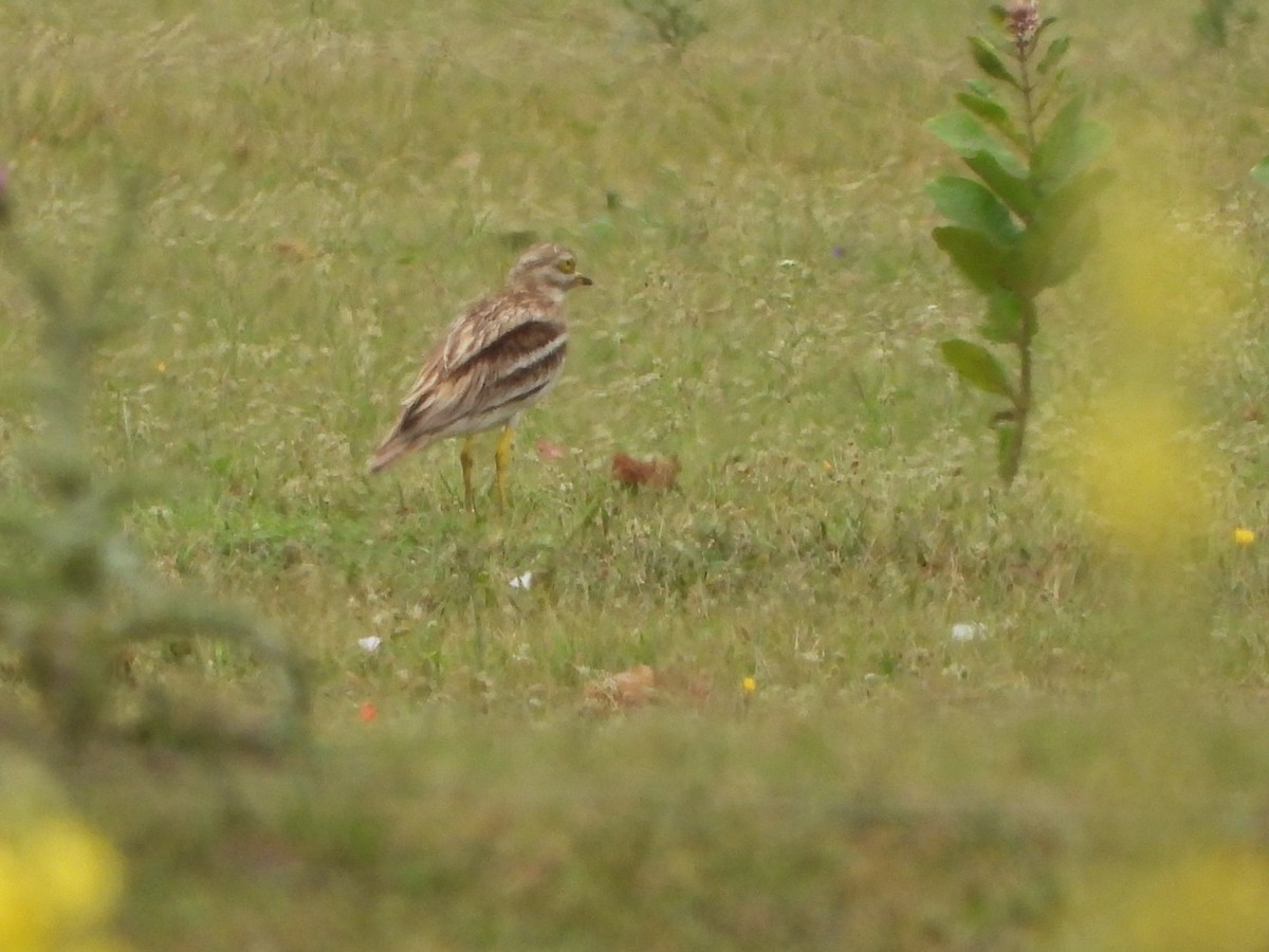 Eurasian Thick-knee - Monika Czupryna