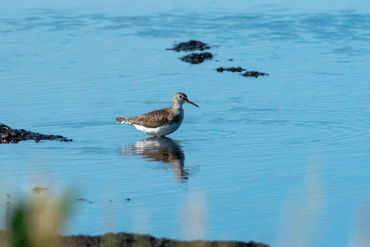 Solitary Sandpiper - ML620741732