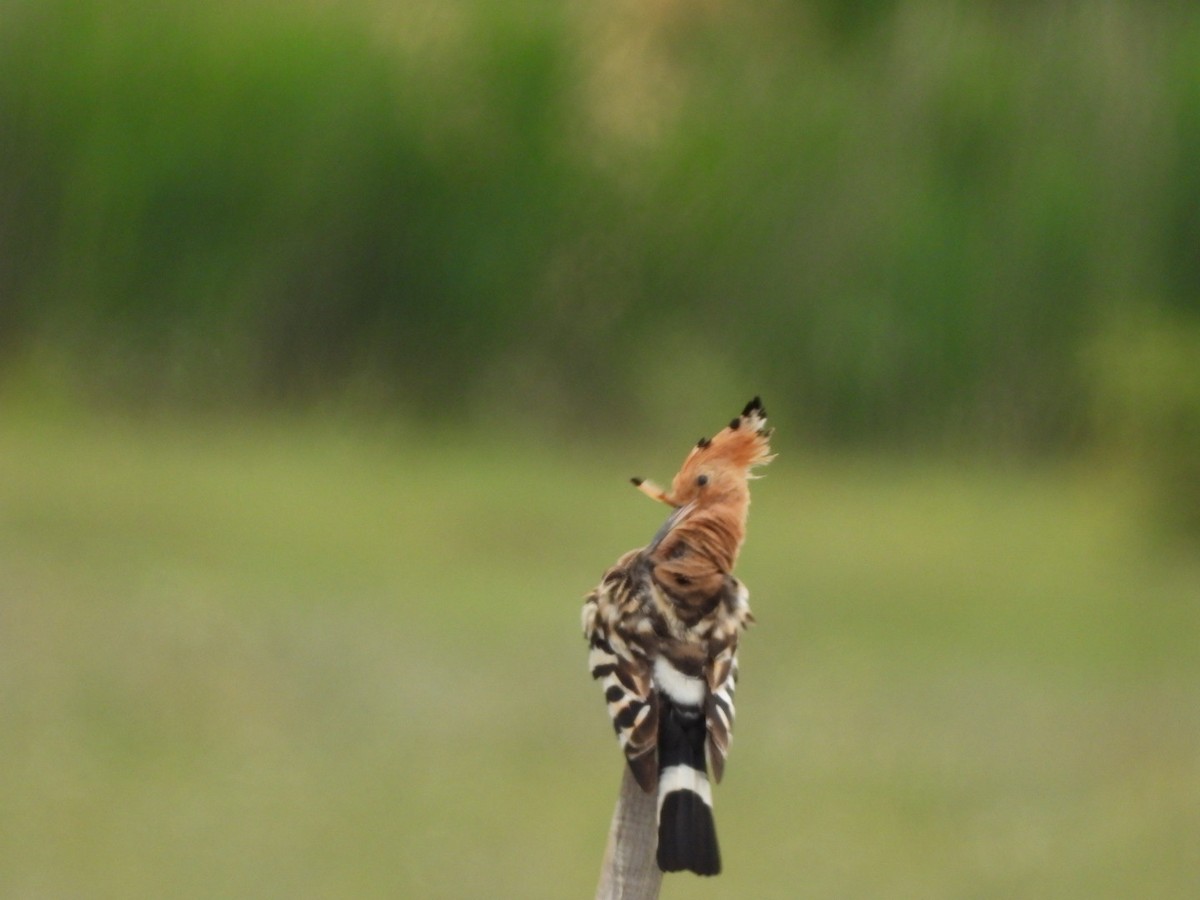 Eurasian Hoopoe - ML620741737