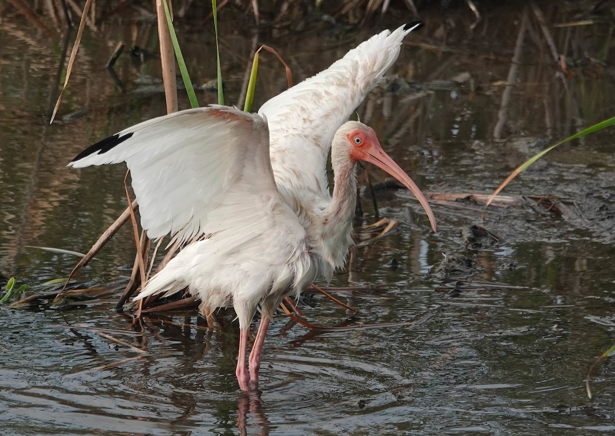 ibis bílý - ML620741740