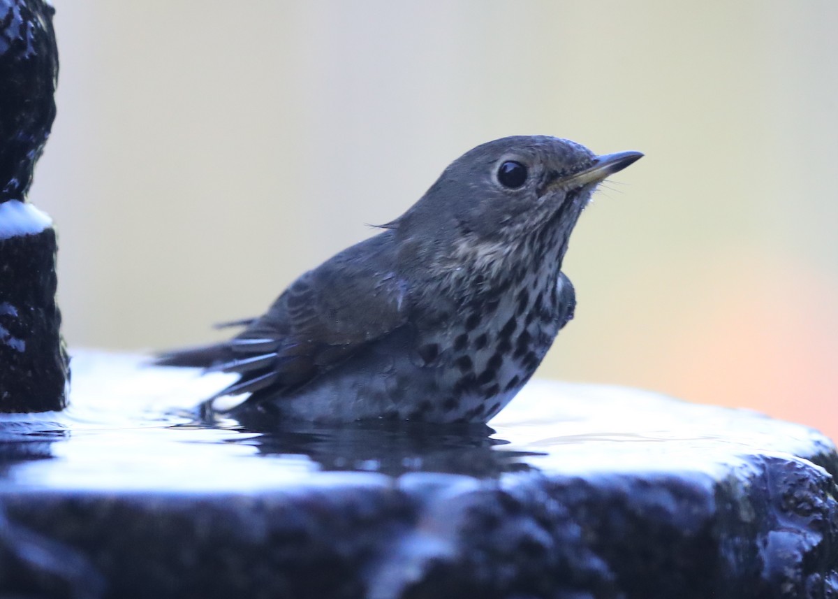 Hermit Thrush - ML620741743